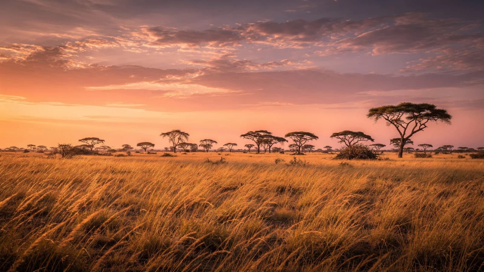 Planning Unforgettable Tanzania Safari Tours