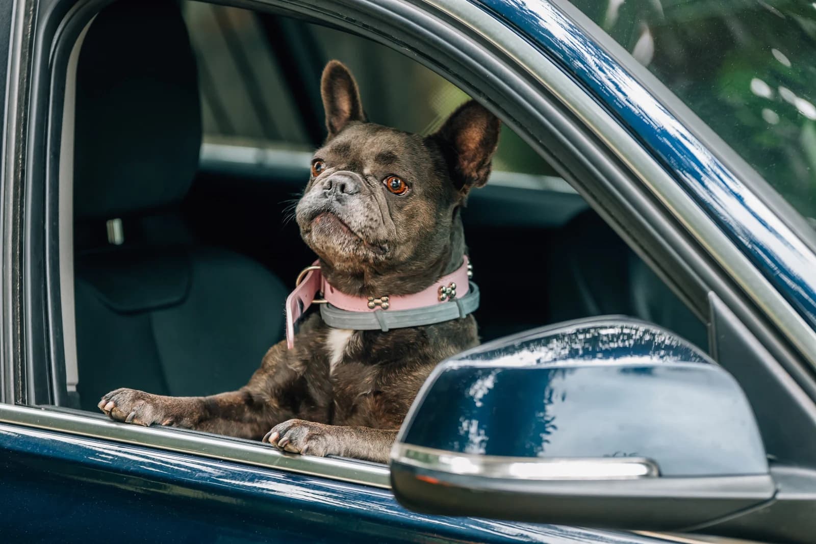 Planning a Road Trip With an Older Dog: Routes, Stops and Mobility Tips