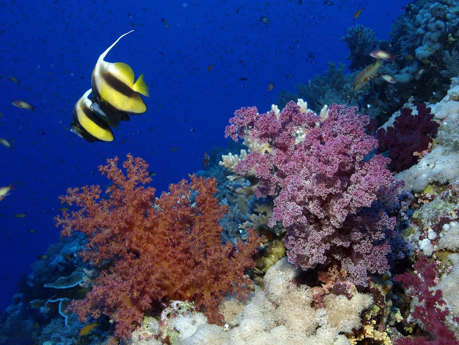 Discovering Egypt's Red Sea Coast