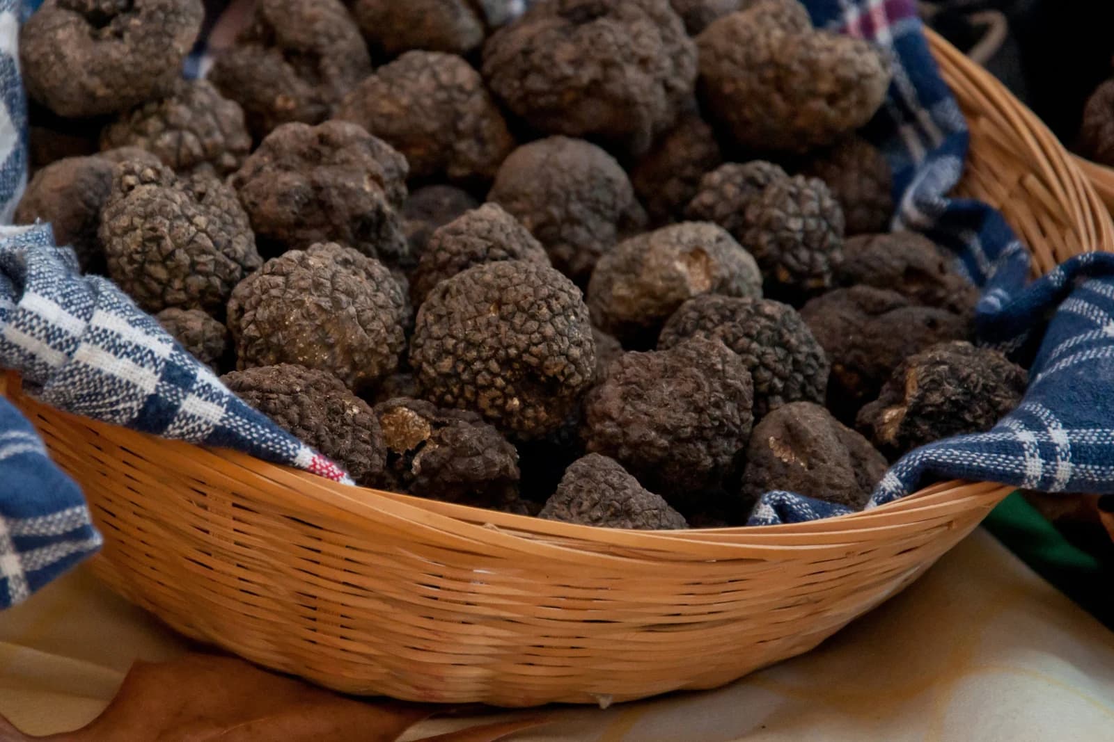 Truffle Season in Piedmont: What Travelers Should Know Before They Go